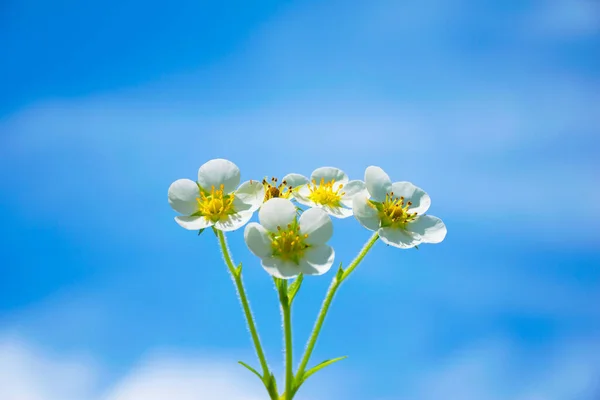 Bílá Kvetoucí Čerstvé Krásné Květiny Klasickém Modrém Pozadí Koncept Spořič — Stock fotografie
