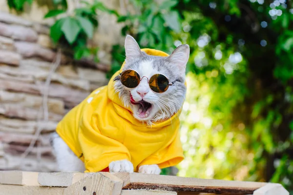 Gato Doméstico Vestido Con Una Sudadera Con Capucha Gafas Sol Fotos De Stock