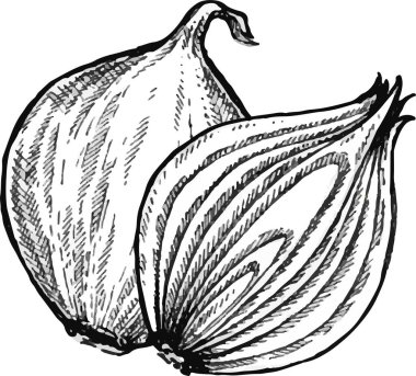 Soğan el çizimi vektör seti. Tam, halka ve yarım dilim. İzole edilmiş sebze oymalı nesne. Ayrıntılı vejetaryen yemek çizimi. Çiftlik pazarı ürünü. Menü, etiket, simge için harika.