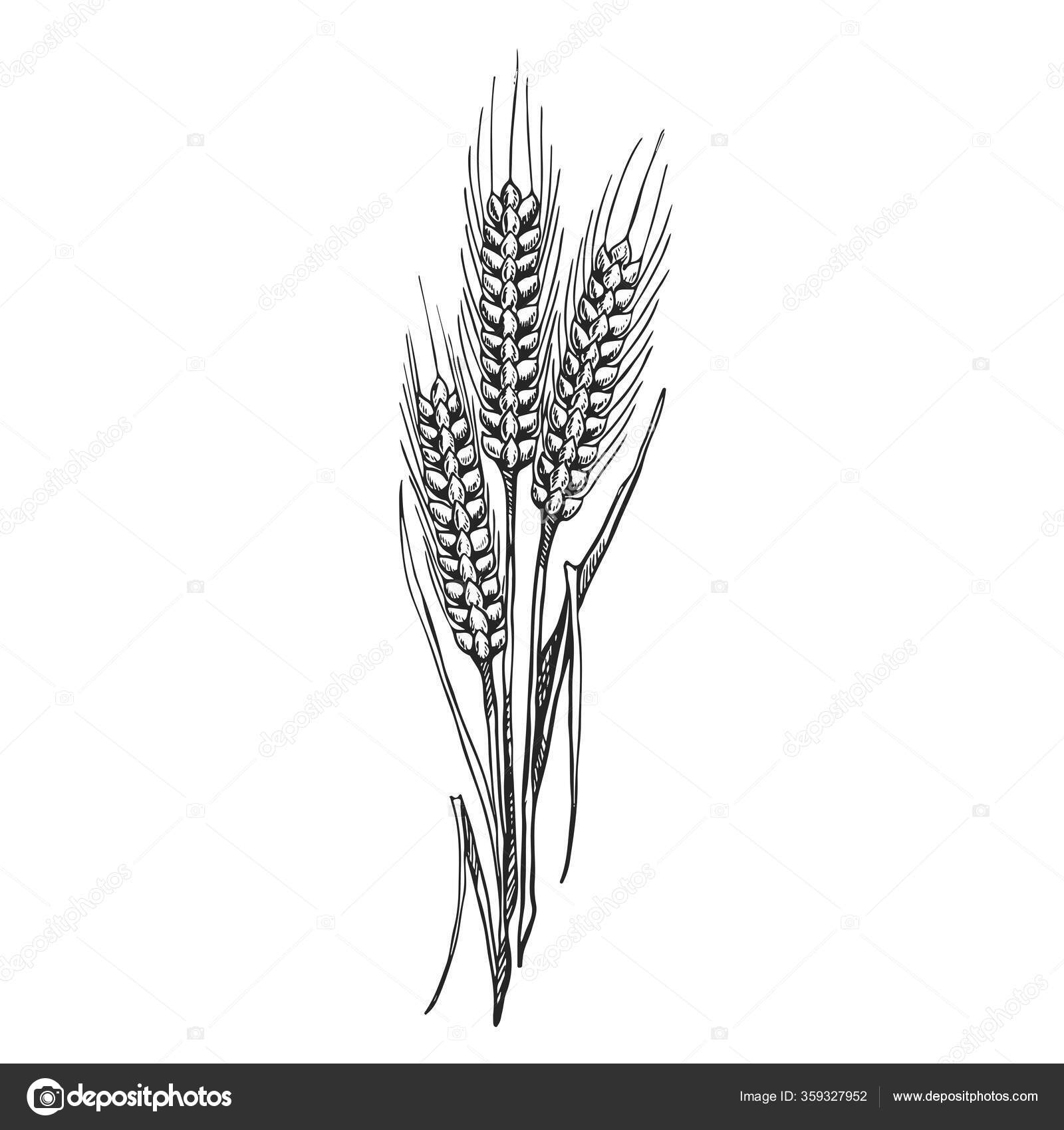 Image vectorielle Illustration Dessin Blé Noir Blanc Sur Fond Isolé par  ©exte-z@mail.ru - 359327952, image size:1600x1700