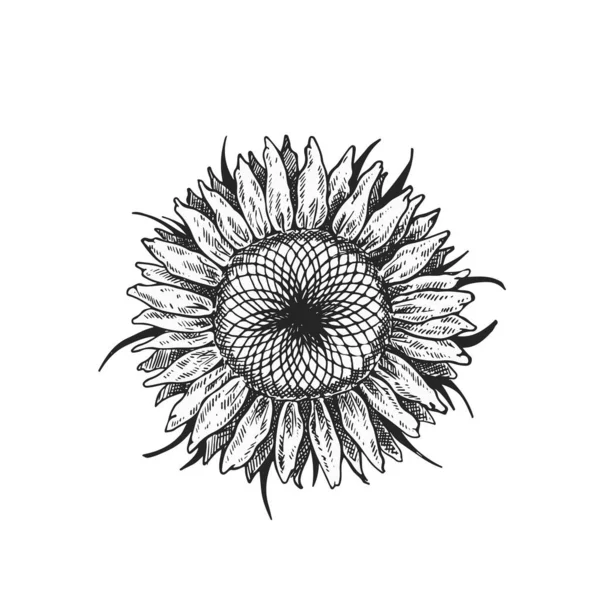 Ілюстрація Соняшнику Чорно Білому Ізольованому Фоні — стоковий вектор