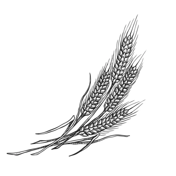 Wheat Drawing Illustration Black White Isolated Background — Διανυσματικό Αρχείο