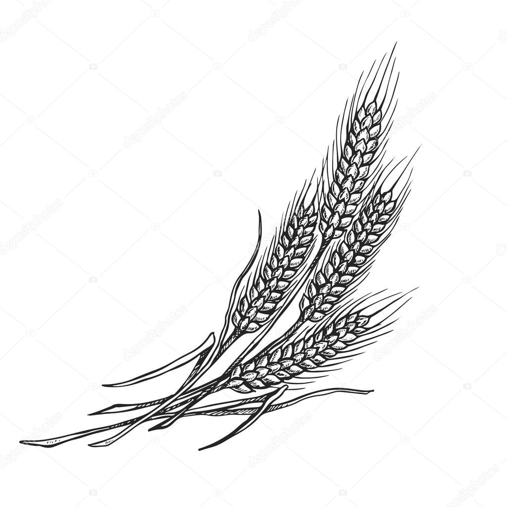 wheat drawing illustration in black and white on isolated background