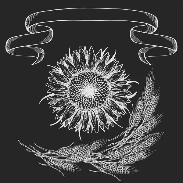 Composition Picture Sunflower Illustration Black White Isolated Background Chalk Drawing — Διανυσματικό Αρχείο