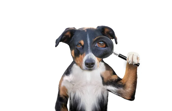 Söker hund med förstoringsglas — Stockfoto