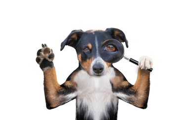 köpek büyüteç ile arama 