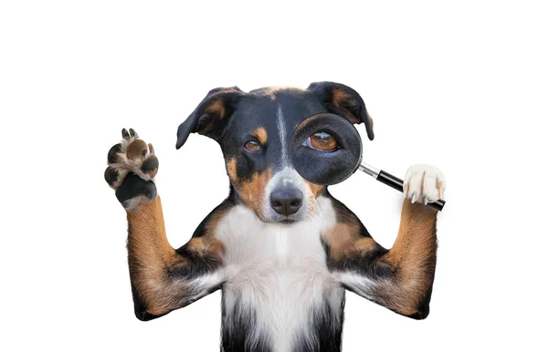 虫眼鏡で犬を検索 — ストック写真