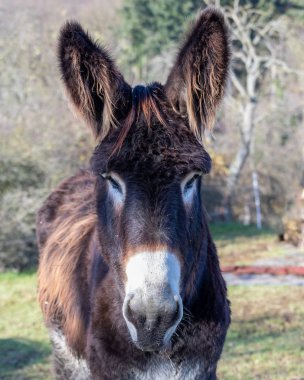 Poitou eşeği (Equus asinus)
