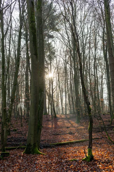 Rayo de luz vadeando por el bosque . — Foto de Stock