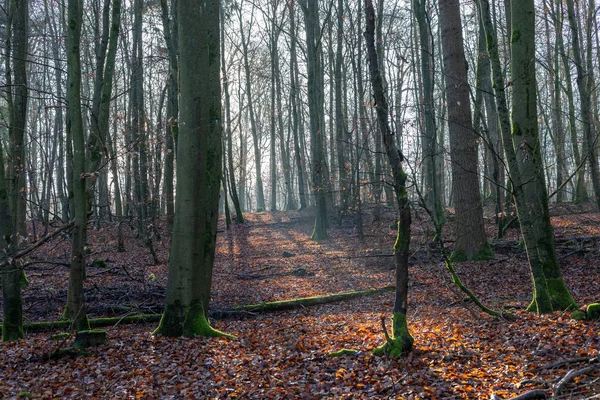 Ormanda yürüyen ışık huzmesi.