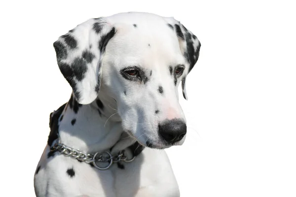Далматинский портрет собаки изолирован на белом фоне — стоковое фото