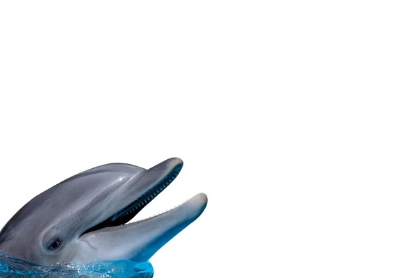 yunus beyaz arkaplanda izole edilmiş