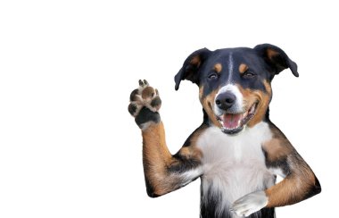 merhaba güle güle yüksek beş köpek, Appenzeller Dağ Köpeği