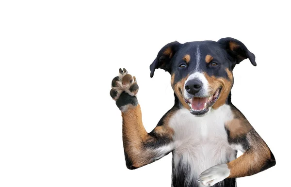 Hej adjö hög fem hund, Appenzeller Mountain dog — Stockfoto