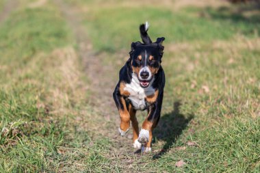 Mutlu apandisit köpeği yazın yeşil çimlerle çayırda koşar. 