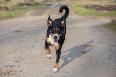 Mutlu köpek kulaklarıyla koşuyor 