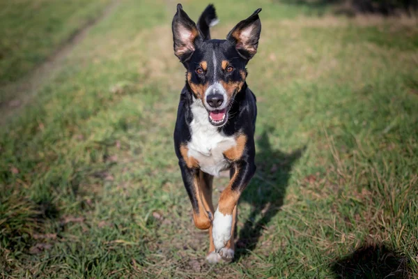 Happy dog springer med flappy öron genom en trädgård med grönt — Stockfoto