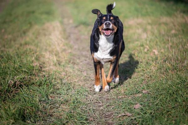 Happy appenzeller chien court sur prairie avec herbe verte en été — Photo
