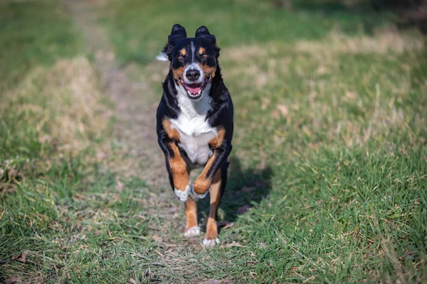 Happy appenzeller chien court sur prairie avec herbe verte en été — Photo