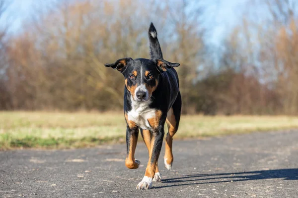 Аппенцеллеровская горная собака на прогулке в парке — стоковое фото