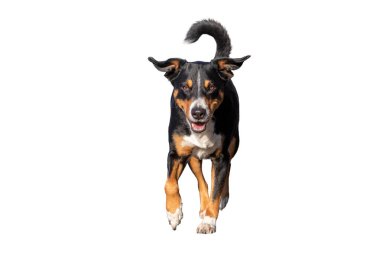 Köpek beyaz arka planda izole edilmiş. Koşuyor ve doğruca oraya atlıyor.