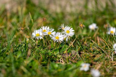 yeşil bir arka plan üzerine bahçede çiçek