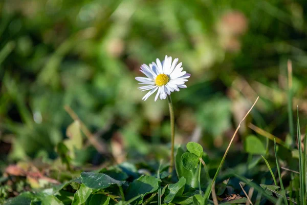 As flores brancas da margarida no fundo da grama verde — Fotografia de Stock