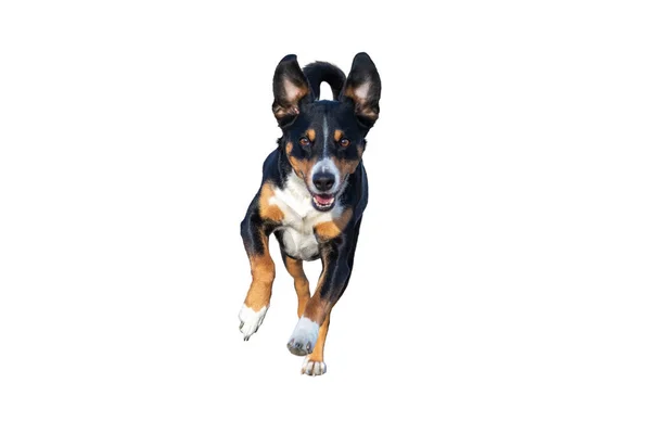 Mutlu köpek kulaklarıyla koşuyor 