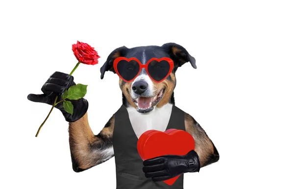 Валентинки собака с подарком и роза в солнечных очках — стоковое фото