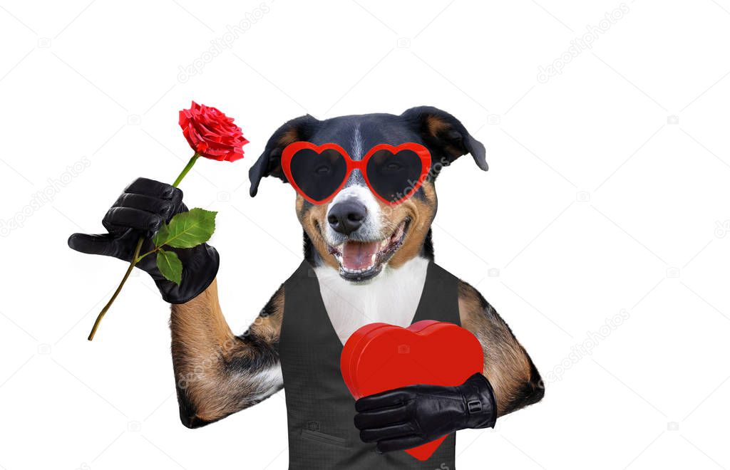 valentines dog with a gift and a rose wearing sunglasses