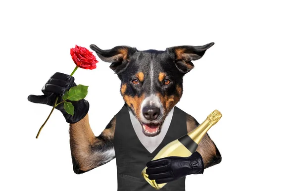 Valentines hund med champagne och en ros — Stockfoto