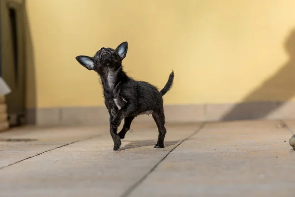 Bedårande Liten Chipoo Valp Utomhus Chihuahua Poodle Mix — Stockfoto