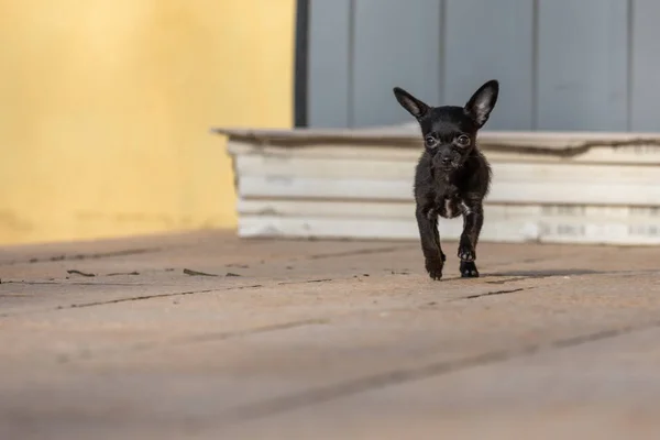 Bedårande Liten Chipoo Valp Utomhus Chihuahua Poodle Mix — Stockfoto