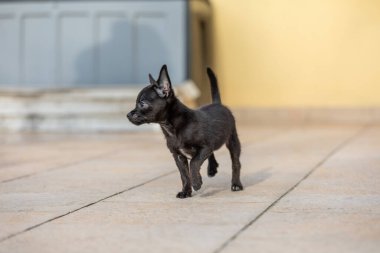 Dışarıdaki sevimli küçük Chipoo köpek yavrusu, Chihuahua kaniş karışımı