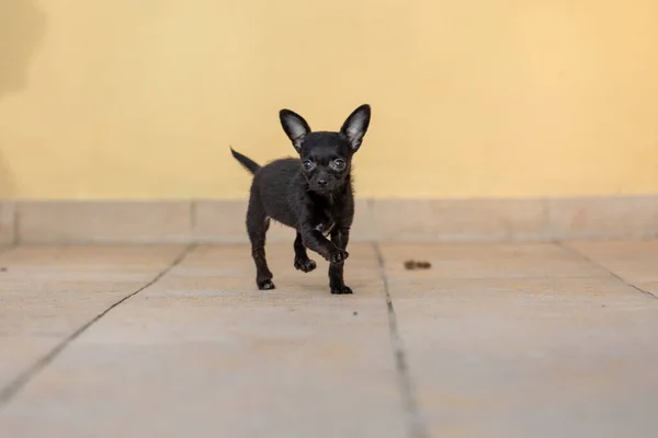 Entzückender Winziger Chipoo Welpe Freien Chihuahua Pudelmix — Stockfoto
