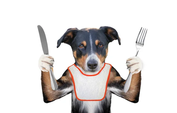 Hungrig Hund Vill Äta Och Hålla Kniv Och Gaffel — Stockfoto