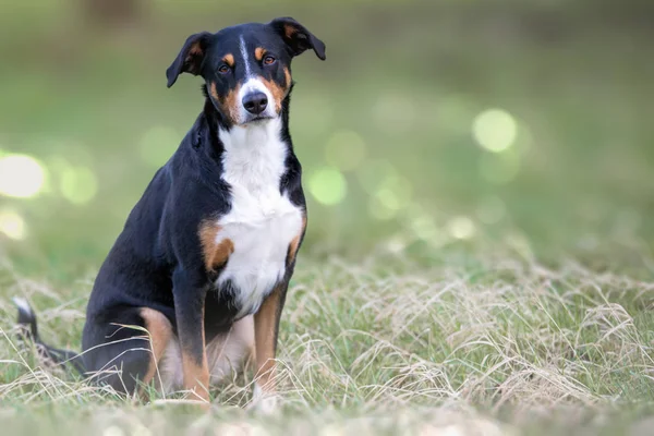 Parkta dışarıda oturan sevimli bir köpek. Appenzeller Sennenhund