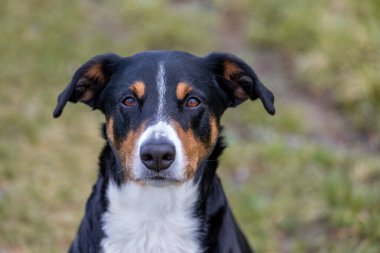 Bir Appenzeller Sennenhund Portresi 