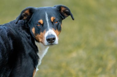 Bir Appenzeller Sennenhund Portresi 