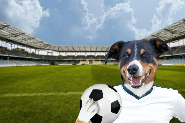 soccer football dog with ball