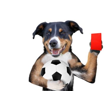 Beyaz futbol topu ve kırmızı kartı olan bir köpek.