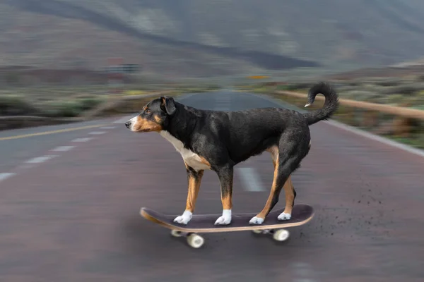 Adorable Perro Monopatín —  Fotos de Stock