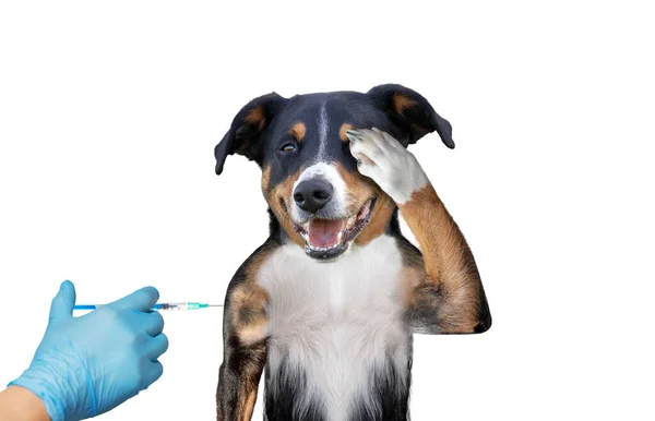 Perro Vacunante Sobre Fondo Blanco — Foto de Stock