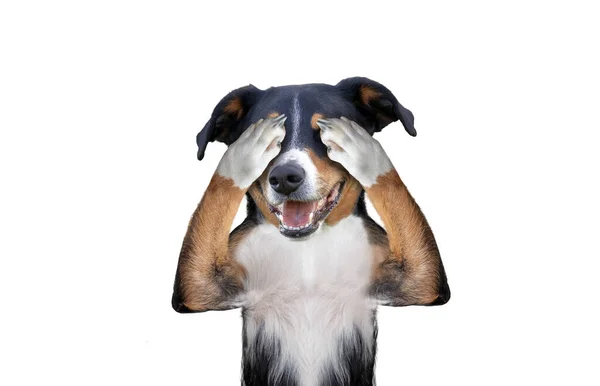 Сокрытие Глаз Собака Appenzeller Sennenhund — стоковое фото