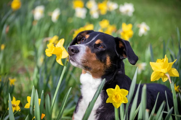 チューリップの花畑に座っている犬 — ストック写真