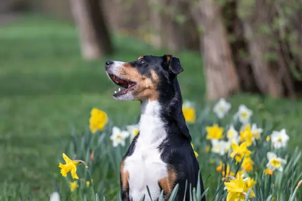 人形の間に座っている大人の犬の肖像画 — ストック写真