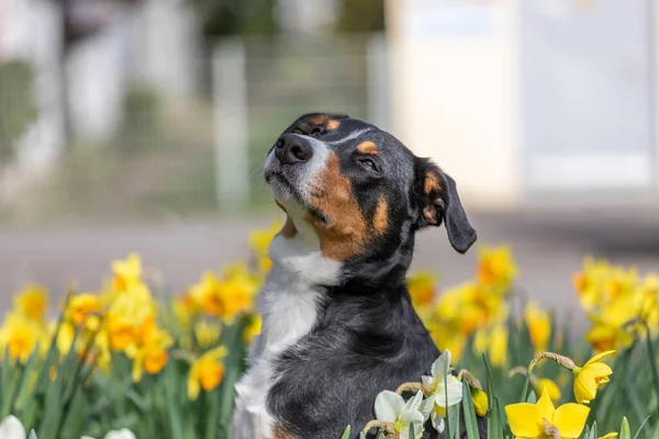 人形の間に座っている大人の犬の肖像画 — ストック写真