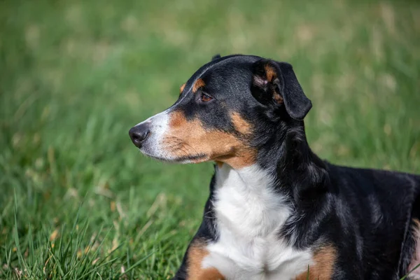 Аппензеллер Маунтин Дог Портрет Собаки Крупным Планом — стоковое фото