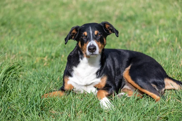 Appenzeller Chien Montagne Couché Dans Herbe Extérieur — Photo