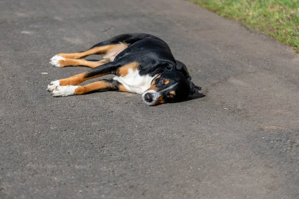 Sad Dog Lying Ground — Stock Photo, Image